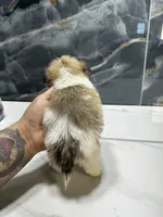 morgan, a male Shih Tzu for sale in Houston, TX – Photo 3 of 6