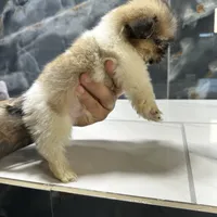 morgan, a male Shih Tzu for sale in Houston, TX – Photo 6 of 6