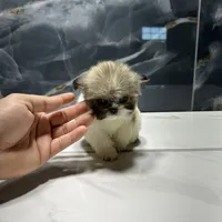 morgan, a male Shih Tzu for sale in Houston, TX – Photo 4 of 6