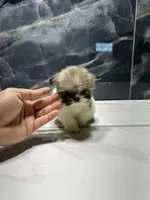 morgan, a male Shih Tzu for sale in Houston, TX – Photo 4 of 6