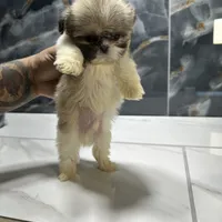 morgan, a male Shih Tzu for sale in Houston, TX – Photo 2 of 6