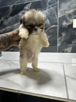 morgan, a male Shih Tzu for sale in Houston, TX – Photo 2 of 6