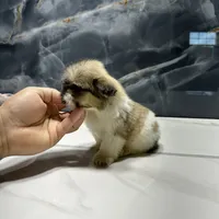 morgan, a male Shih Tzu for sale in Houston, TX – Photo 5 of 6