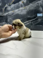 morgan, a male Shih Tzu for sale in Houston, TX – Photo 5 of 6