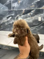 Ted, a male Shih Tzu for sale in Houston, TX – Photo 4 of 7