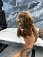 Ted, a male Shih Tzu for sale in Houston, TX – Photo 5 of 7