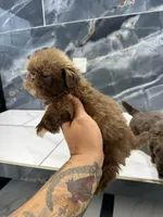 Ted, a male Shih Tzu for sale in Houston, TX – Photo 6 of 7