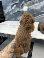 Ted, a male Shih Tzu for sale in Houston, TX – Photo 7 of 7