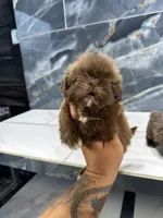 Ted, a male Shih Tzu for sale in Houston, TX – Photo 2 of 7