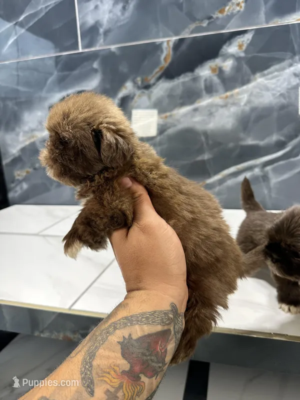 Ted – Shih Tzu puppy for sale in Houston, TX