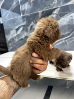 Ted, a male Shih Tzu for sale in Houston, TX – Photo 3 of 7