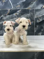 Snow, a female Miniature Schnauzer for sale in Houston, TX – 3 of 3