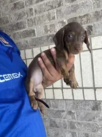 Abby, a female Miniature Dachshund for sale in Houston, TX – 3 of 4