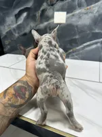 Diamond, a female French Bulldog for sale in Houston, TX – 4 of 6