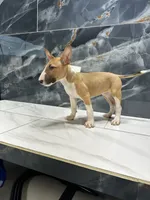Luna, a female Bull Terrier for sale in Houston, TX – 3 of 4