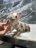 pete, a male French Bulldog for sale in Houston, TX – Photo 2 of 4