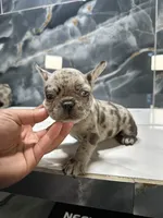 pete, a male French Bulldog for sale in Houston, TX – Photo 4 of 4