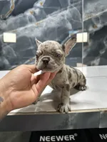 pete, a male French Bulldog for sale in Houston, TX – Photo 3 of 4