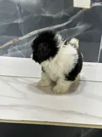 tamara, a female Shih Tzu for sale in Houston, TX – 3 of 5