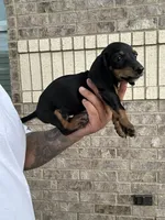Marco, a male Miniature Dachshund for sale in Houston, TX – 1 of 3