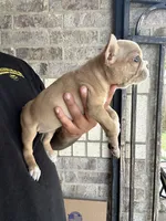 Dior, a female French Bulldog for sale in Houston, TX – 3 of 3
