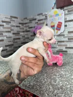 Mina, a female Chihuahua for sale in Houston, TX – 2 of 4