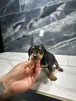 Max, a male Miniature Dachshund for sale in Houston, TX – 4 of 4