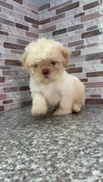 mona, a female Shih Tzu for sale in Houston, TX – 2 of 2