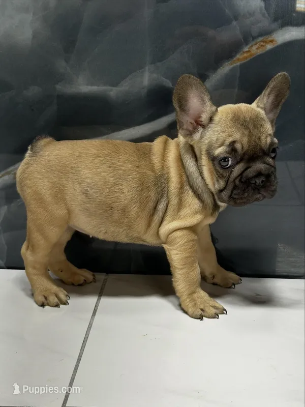 Molly – French Bulldog puppy for sale in Houston, TX