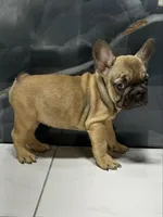 Molly, a female French Bulldog for sale in Houston, TX – 1 of 4