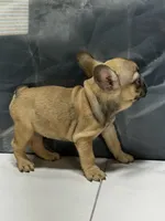 Molly, a female French Bulldog for sale in Houston, TX – 2 of 4