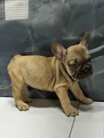 Molly, a female French Bulldog for sale in Houston, TX – 4 of 4