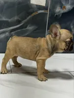 Molly, a female French Bulldog for sale in Houston, TX – 3 of 4