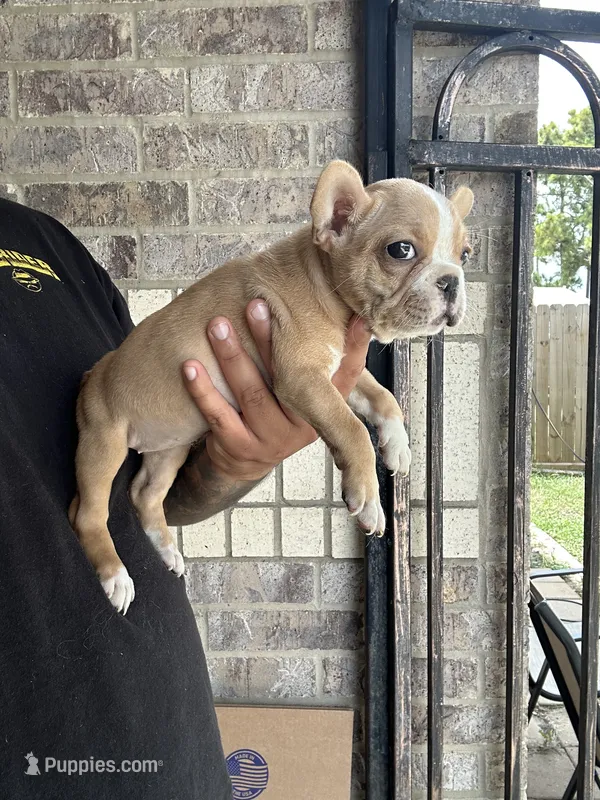 Dior – French Bulldog puppy for sale in Houston, TX