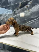 Mercury , a male Miniature Dachshund for sale in Houston, TX – 4 of 4