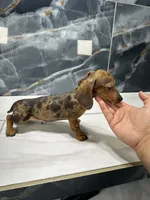 Mercury , a male Miniature Dachshund for sale in Houston, TX – 2 of 4
