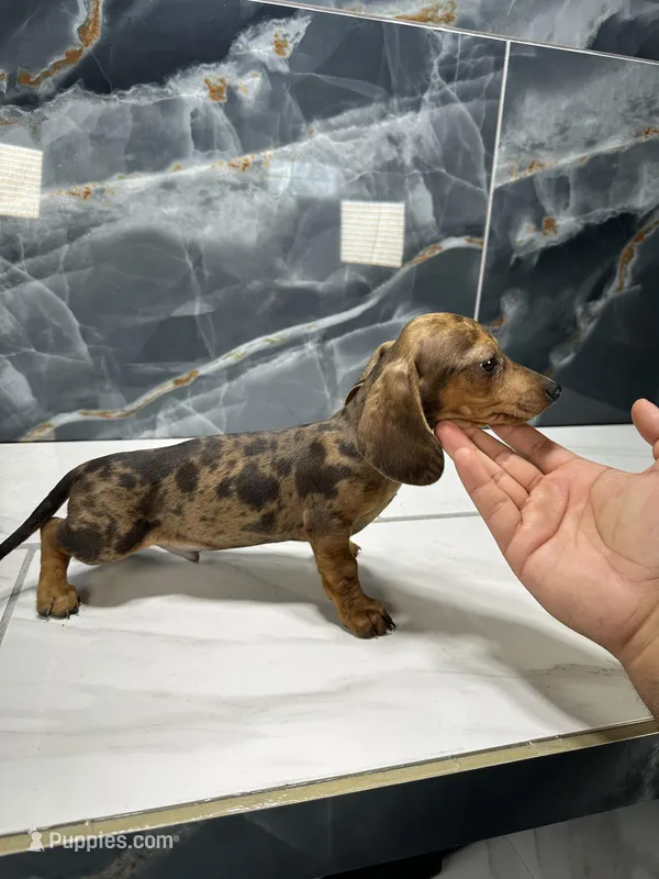 Mercury  – Miniature Dachshund puppy for sale in Houston, TX
