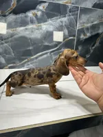 Mercury , a male Miniature Dachshund for sale in Houston, TX – 1 of 4