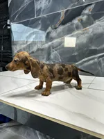 Mercury , a male Miniature Dachshund for sale in Houston, TX – 3 of 4