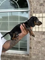 Peter, a male Miniature Dachshund for sale in Houston, TX – 2 of 4
