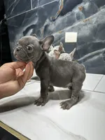 LACY, a female French Bulldog for sale in Houston, TX – 2 of 6