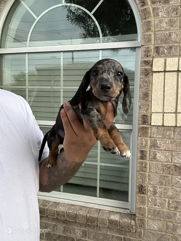Peter – Miniature Dachshund puppy for sale in Houston, TX