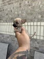 Sugar, a female Chihuahua for sale in Houston, TX – 3 of 3