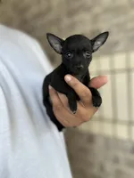 Mary, a female Chihuahua for sale in Houston, TX – 2 of 5