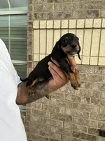 Marco, a male Miniature Dachshund for sale in Houston, TX – 3 of 3