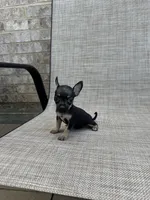 marla, a female Chihuahua for sale in Houston, TX – 4 of 8