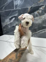 Rudy, a male Miniature Schnauzer for sale in Houston, TX – 3 of 5