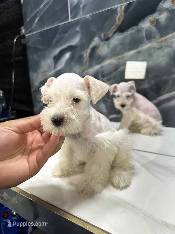 Rudy – Miniature Schnauzer puppy for sale in Houston, TX