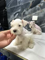 Rudy, a male Miniature Schnauzer for sale in Houston, TX – 1 of 5