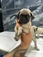 Miley, a female Pug for sale in Houston, TX – 1 of 3